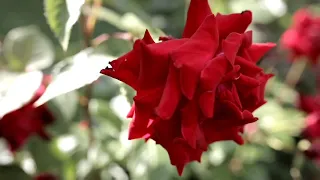 موسيقى هادئة للمونتاج بدون حقوق الطبع والنشر 