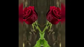 انت قلب      بدون موسيقى        انس طباش             دندنها