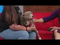 Meet Daisy June The Sweetest Cuddle Bug Ready for Her Forever Home