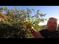 How do you use your mexican limes Mexican Lime - Tree and Fruit Review San Diego CA 2020