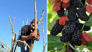 استنساخ شجرة التوت                  دندنها