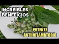 Blackberry Excellent benefits to treat dermatitis inflammations antidiabetic antiseptic