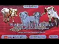 Lagu ADU DOMBA GARUT PIALA PADJADJARAN 2025 SE JAWA BARAT KONTES KETANGKASAN