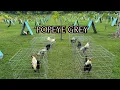 Download Lagu Popeye Grey White Muff Gilmore Hatch - ADA FARM