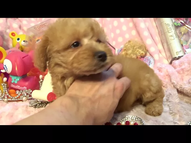 動画