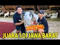 DITAWAR RP 120.000.000 MASIH GAK DILEPAS?! PERNAH JUARA 1 DI PIALA JAWA BARAT! BUKAN BUAT  QURBAN!