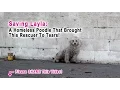 This Rescuer Was Brought To Tears When A Homeless Poodle Did The Sweetest Thing Please Share