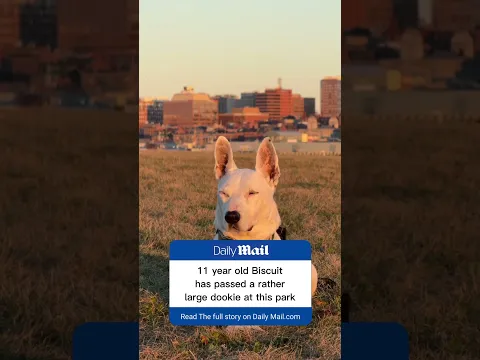 Some shocking news 😩#sad #dogs #dogshorts #wtf #memes