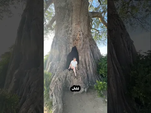 أغرب خمس أشجار موجودين علي سطح الأرض والاخير غريب جدا 😱