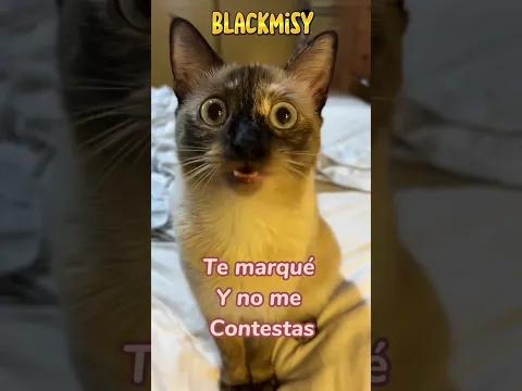 Princess no lo entiende 😸 #cat #gatos #humor #chistes #comedia