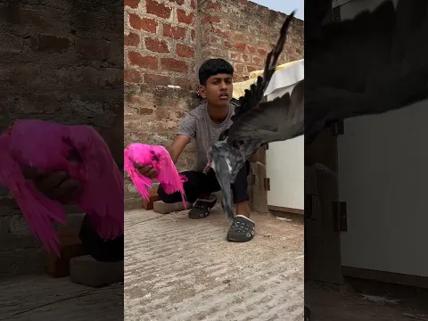 Kaisa laga kabutar 😱🕊️ #shorts #trending #pigeon #ytshorts