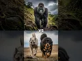 Lagu Kangal + Tibetan mastiff vs. Wild Animals (can this titan duo dominate the wild?) #shorts