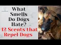 Scents That Make Dogs GO CRAZY