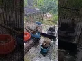 Calon Skill Burung Jalak Nias