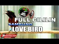 Download Lagu #1🔴 MASTERAN KONIN GACOR FULL ISIAN CILILIN VARIASI LOVE BIRD BUKA PARUH JERNIH ANTI DOWN !!