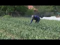 Local urban farmers awarded grants to preserve agricultural heritage