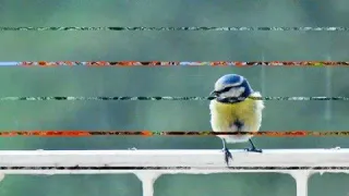 اللهم لك الحمد كله   الشيخ سعد الغامدي دندنها