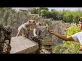 Download Lagu The Bartering Monkeys of Bali | Planet Earth III | BBC Earth