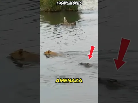 3 MOMENTOS capturados 📷en cámara  que no CREERÍAS si no fuera grabado #datoscuriosos #animals