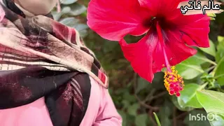 صادم أول خروج الأم زوجة ثانية لي صفاها ليها مغني حسن الشريفي تكشف حقائق صادمة شنو سباب مشكيل حقيقي دندنها