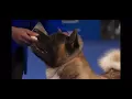 Asa the 2021 National Dog Show Akita Champion representing the Akitas