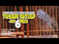 Download Lagu SUARA PERKUTUT LOKAL MELATIH MENTAL PERKUTUT MUDA
