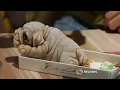 Video di Taiwan restaurant dishes up ice cream puppies almost too real to eat
