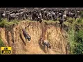 Download Lagu Grote migratie/ Strijd om te overleven/ Gnoes die rivierkrokodil oversteken /Serengeti National Park