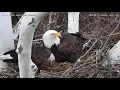 USS Eagles - Behaviors minutes before first egg
