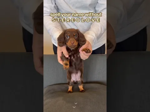 what is your new name? #minidachshund #puppy #cutedog #cutepets #cutepuppy #funnydogs #dance #dog
