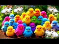 Download Lagu Cute Animals, Rainbow Chicken, Duck, Rabbit, Cow, Fish, Lion, Elephant, Turtle, Dog, Cat, Tiger