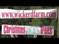 Wickerd Farm Christmas tree farm