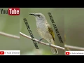 Download Lagu pemancing suara Burung \