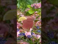 Download Lagu Magic colour changing lemonade 🩷🌷🧚 #recipe #foraging #forager #flowers #lemonade #food #health