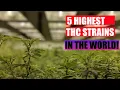 5 Highest THC Strains in the World