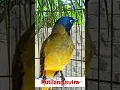 Download Lagu kutilang sutra