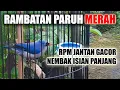 Download Lagu MASTERAN MURAI RAMBATAN PARUH MERAH JANTAN GACOR FULL ISIAN PANJANG RAPAT BISA JUGA BUAT PANCINGAN