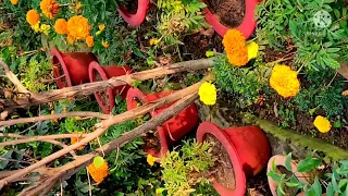 my garden tour 