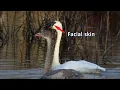 Clark’s Grebe vs Western Grebe | Bird ID in December
