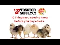 Ten Things to Know Before You Buy Chicks Tractor Supply Chick Days