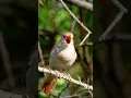 Download Lagu SUARA BURUNG SIKATAN LONDO GACOR  DI ALAM LIAR | NIGHTINGALE #birds #sikatanlondo #nightingale