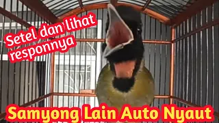 pancingan samyong full variasi samyong lain auto nyaut