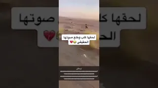 بنت سعوديه يهجم عليها كلب شوف وش صار لها تعال سنابي Ns 9d 