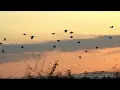 Isaiah 41:10 Like Never Before (Outlaw Gospel Blues)