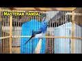 Download Lagu Kehicap Ranting/Slendang Biru GACOR||Cocok Untuk Masteran Burung Bahan❗️❗️❗️