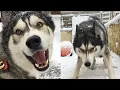 Download Lagu Snow Makes This Husky Go CRAZY!