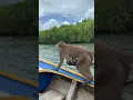The Great Borneo Monkey Boat Adventure