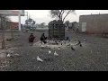Beautiful Pigeons Black Red White Colorful Pigeons Daily Village Vlog
