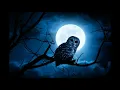 owls sound effects (Owls screeching \u0026 hooting)
