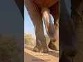 Download Lagu Pengalaman mimpi 🏃🏻lari ketemu 🐘gajah 😁